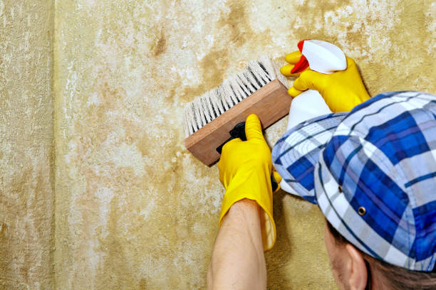  Mountain Park, GA Mold Removal Pros